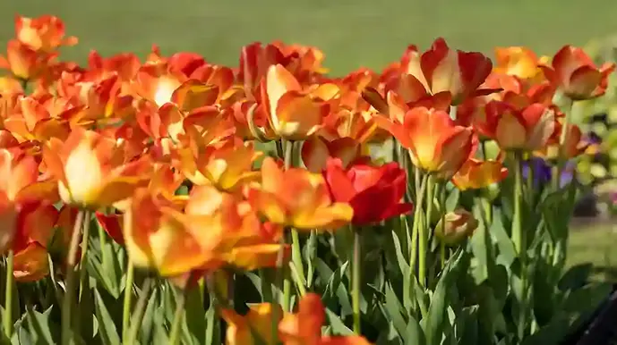 Bild på blommande tulpaner